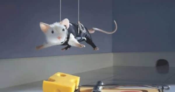 Comment Faire Sortir Un Rat De Sa Cachette Comment faire sortir un rat de sa cachette ? - Quartier Bricole