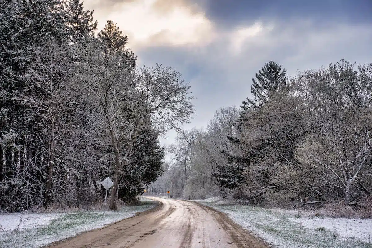 géraniums hiver