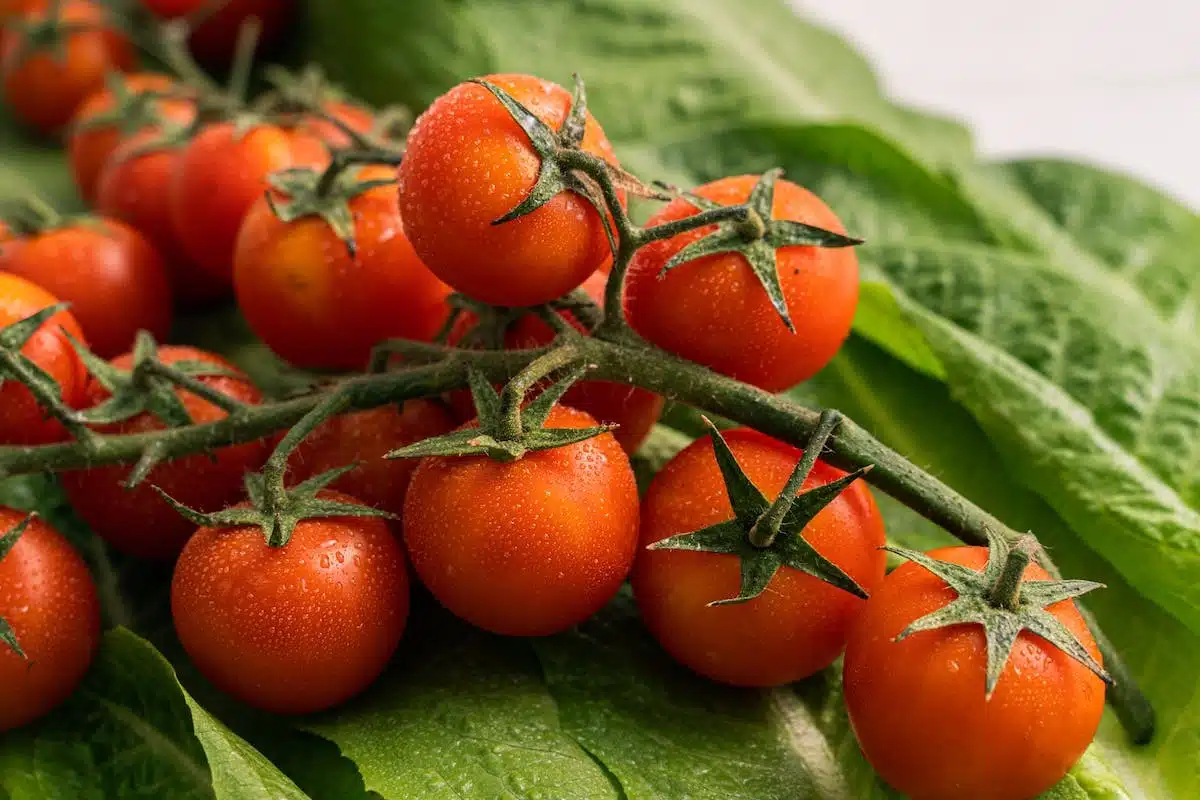 tomates malades