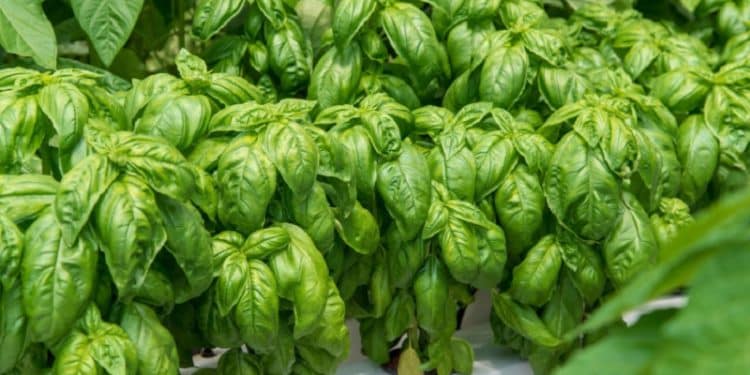 Comment conserver du basilic