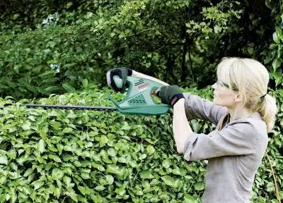 Tailler une haie quand et quelles techniques pour la taille de haie