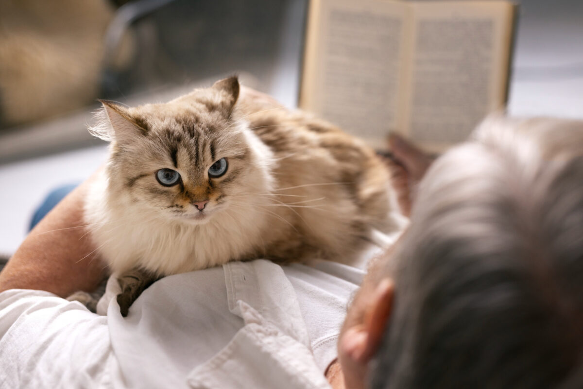 caresses de chat