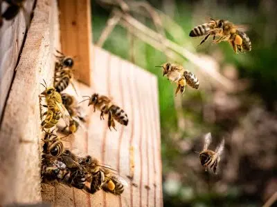 Nid de guêpes : les solutions efficaces pour s'en débarrasser