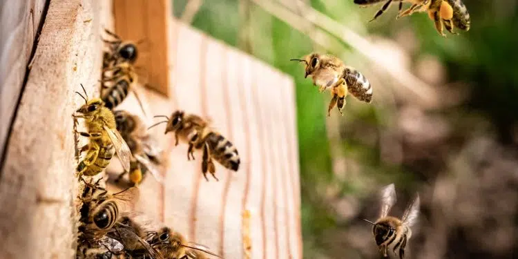 Nid de guêpes : les solutions efficaces pour s'en débarrasser