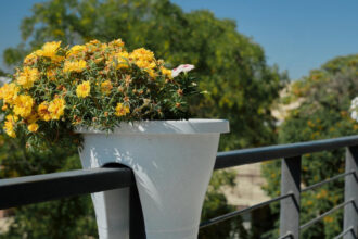 L’art de choisir les bons pots pour un balcon apaisant et verdoyant