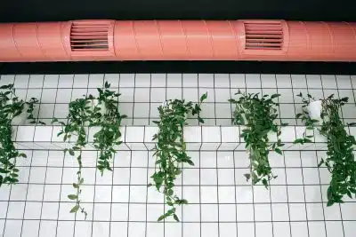 Un système de ventilation et des plantes suspendues