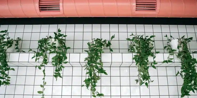 Un système de ventilation et des plantes suspendues